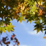 【紅葉の始まり】気温の変化に合わせて色づき始めた紅葉