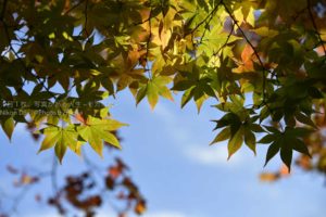 【紅葉の始まり】気温の変化に合わせて色づき始めた紅葉