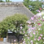 【コスモスが咲く季節】昭和記念公園のコスモス
