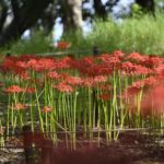 【秋の昭和記念公園】見頃を迎えたヒガンバナ