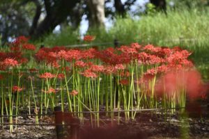 【秋の昭和記念公園】見頃を迎えたヒガンバナ