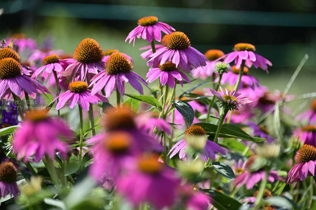 【昭和記念公園に咲く】秋に咲くピンク色と黄色の花