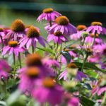 【昭和記念公園に咲く】秋に咲くピンク色と黄色の花