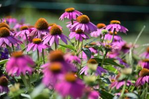 【昭和記念公園に咲く】秋に咲くピンク色と黄色の花