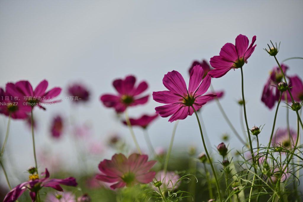 昭和記念公園で見頃を迎えたコスモスを満喫