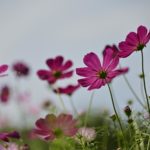 昭和記念公園で見頃を迎えたコスモスを満喫