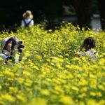 【眩しいほどの黄色のコスモス】昭和記念公園の原っぱ東花畑