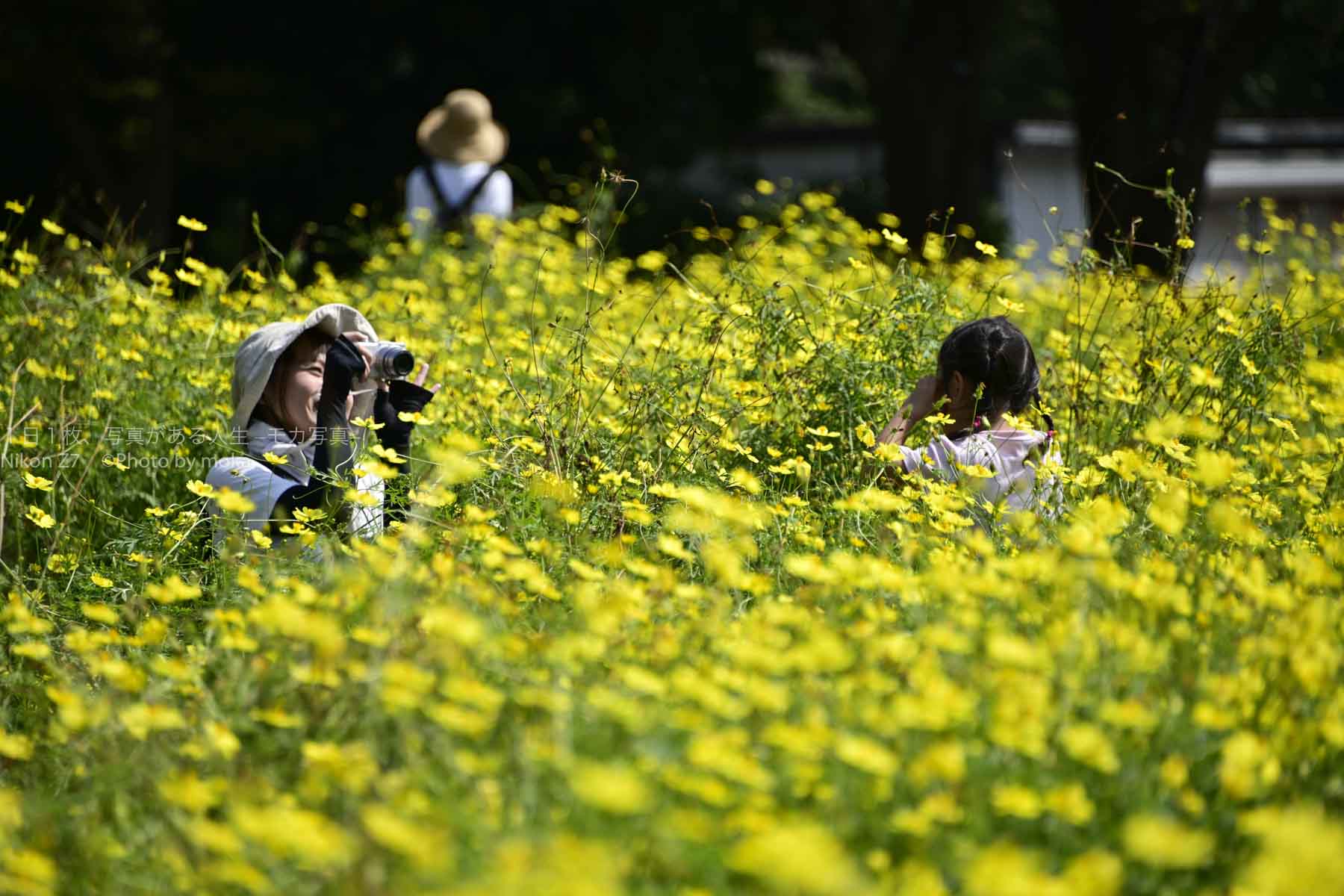 【眩しいほどの黄色のコスモス】昭和記念公園の原っぱ東花畑
