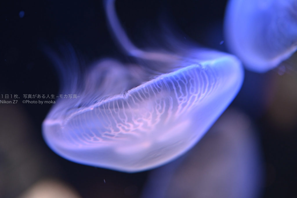 【東京の水族館】アクアパーク品川のクラゲは美しい