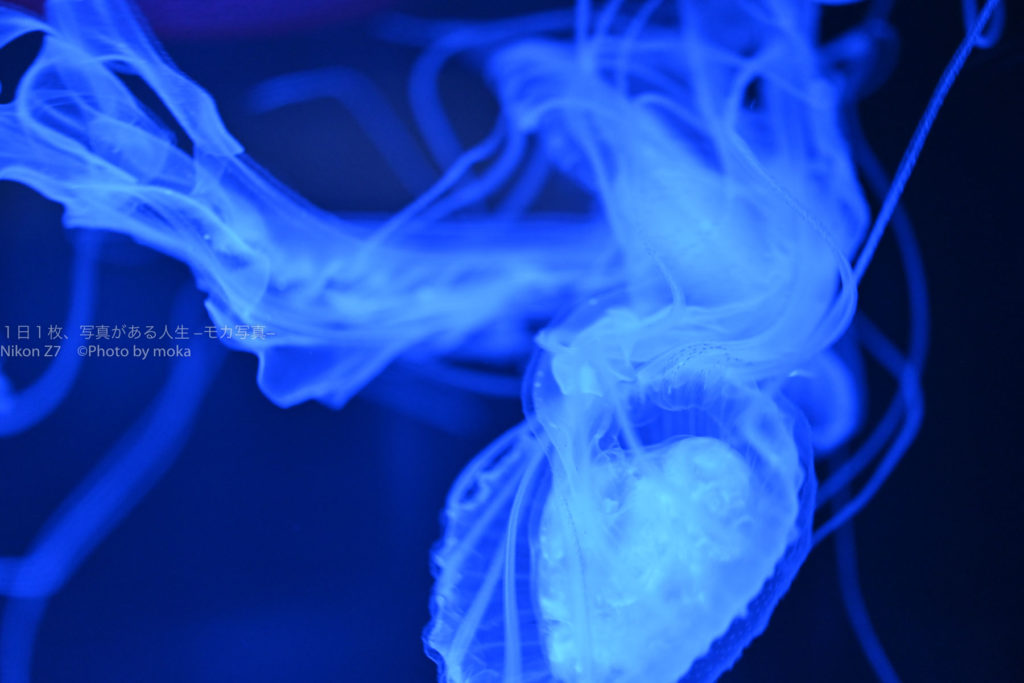 【妖しげなクラゲ】妖艶なクラゲをより怪しげに