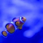 【水族館の人気者】大人から子供まで、大人気のカクレクマノミ