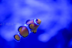 【水族館の人気者】大人から子供まで、大人気のカクレクマノミ