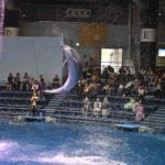【イルカ撮影のコツ】アクアパーク品川でイルカの写真を撮ろう!!