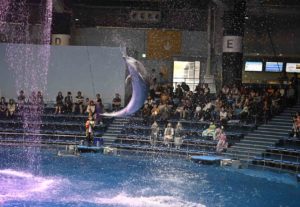 【イルカ撮影のコツ】アクアパーク品川でイルカの写真を撮ろう！！