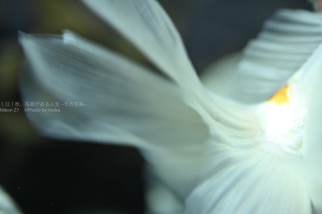 アクアパーク品川のヒラヒラ金魚