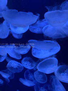 【2020年春に誕生】サンシャイン水族館の「新クラゲエリア」
