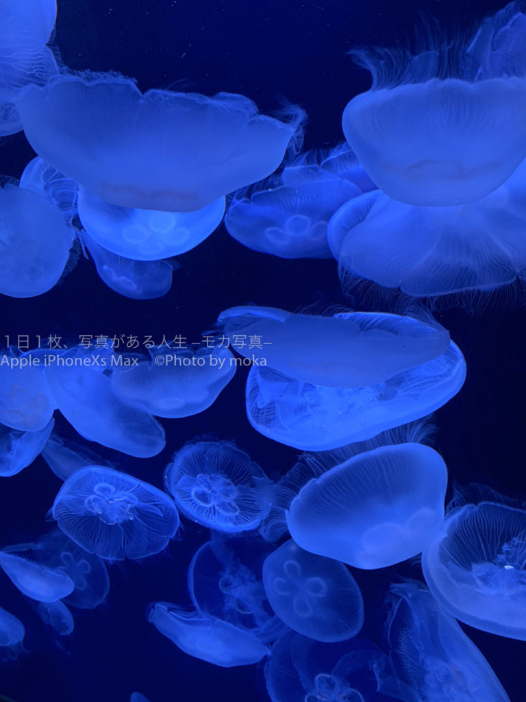 【2020年春に誕生】サンシャイン水族館の「新クラゲエリア」