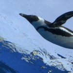 【空飛ぶペンギンを写真に撮ろう】サンシャイン水族館の名物!!