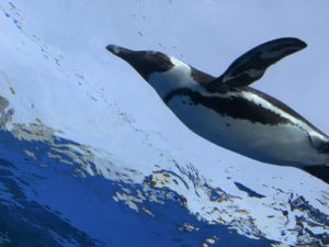 【空飛ぶペンギンを写真に撮ろう】サンシャイン水族館の名物!!