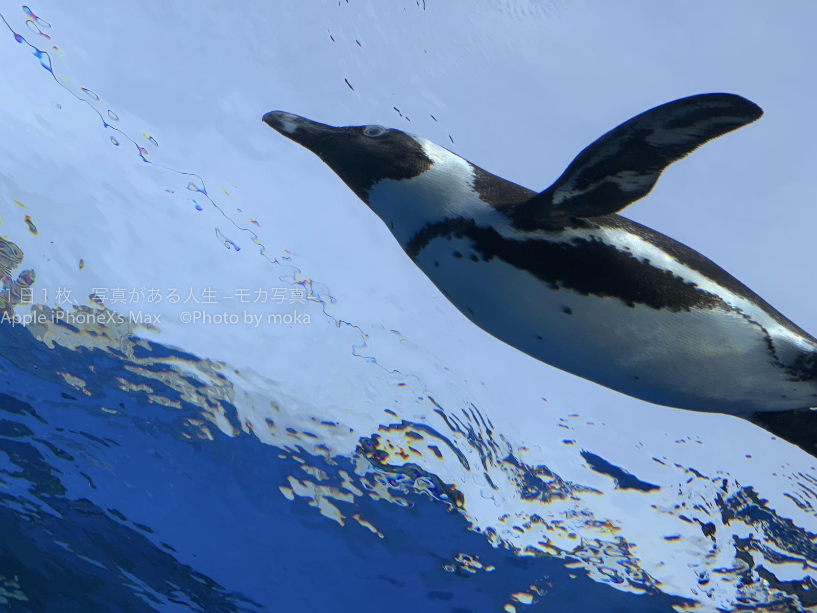 【空飛ぶペンギンを写真に撮ろう】サンシャイン水族館の名物！！