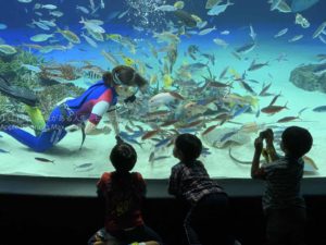 【サンシャインラグーン】透き通った大海の世界