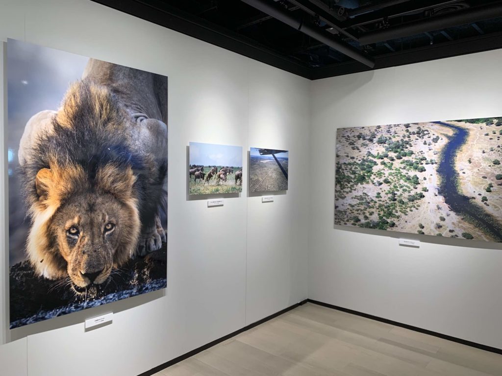 【ニッコールレンズ 企画展】「SAFARI」は迫力満点！！