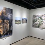 【ニッコールレンズ 企画展】「SAFARI」は迫力満点!!