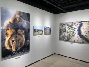 【ニッコールレンズ 企画展】「SAFARI」は迫力満点!!