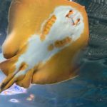 【アクアパーク品川】海中トンネルを見上げて写真を撮る!