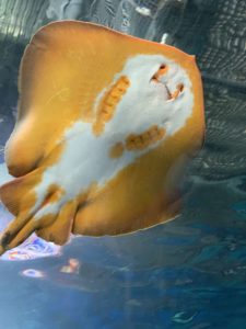 【アクアパーク品川】海中トンネルを見上げて写真を撮る!