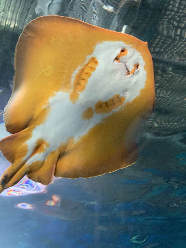 【アクアパーク品川】海中トンネルを見上げて写真を撮る！