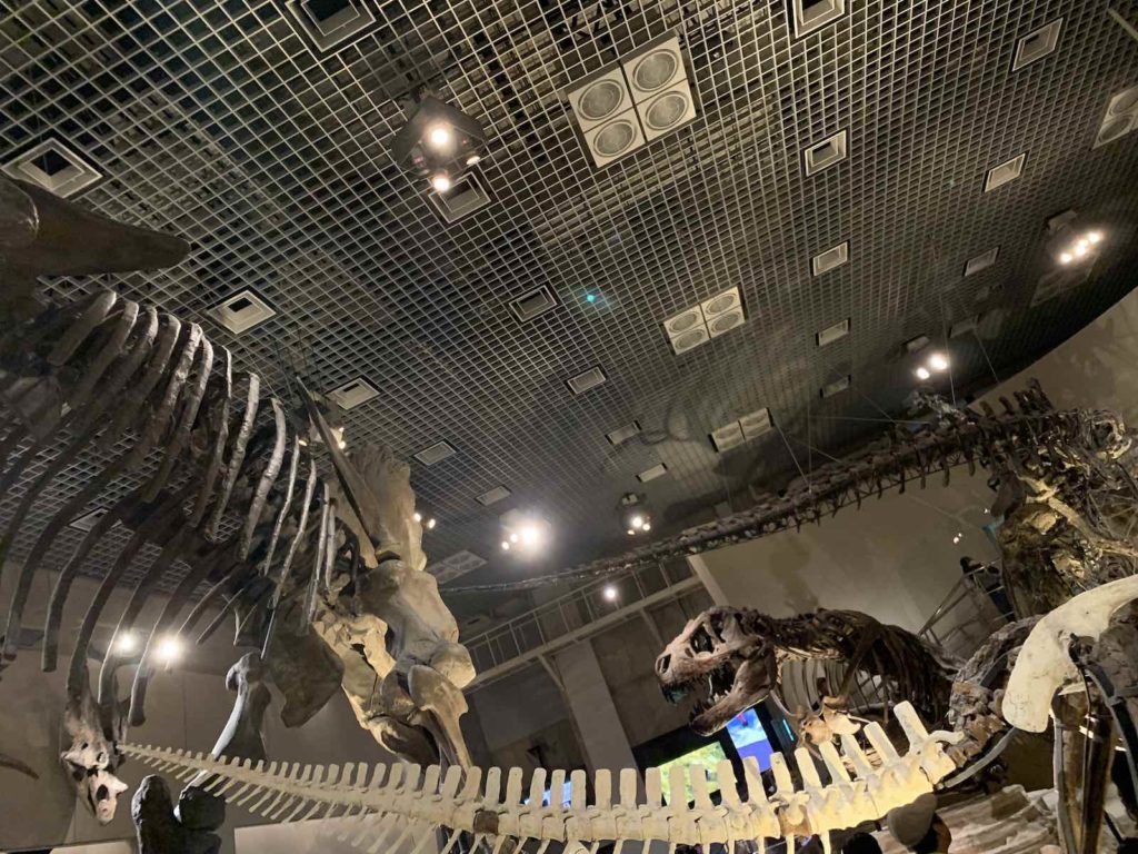 【上野国立科学博物館】博物館で恐竜や人類の歴史を学ぼう！