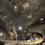 【上野国立科学博物館】博物館で恐竜や人類の歴史を学ぼう!
