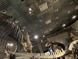 【上野国立科学博物館】博物館で恐竜や人類の歴史を学ぼう!
