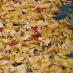 【松戸の本土寺】都心から60分、千葉県の紅葉の名所!!