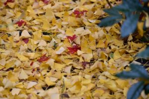 【松戸の本土寺】都心から６０分、千葉県の紅葉の名所！！