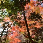 【都心の紅葉】小石川後楽園の紅葉が眩しい!!