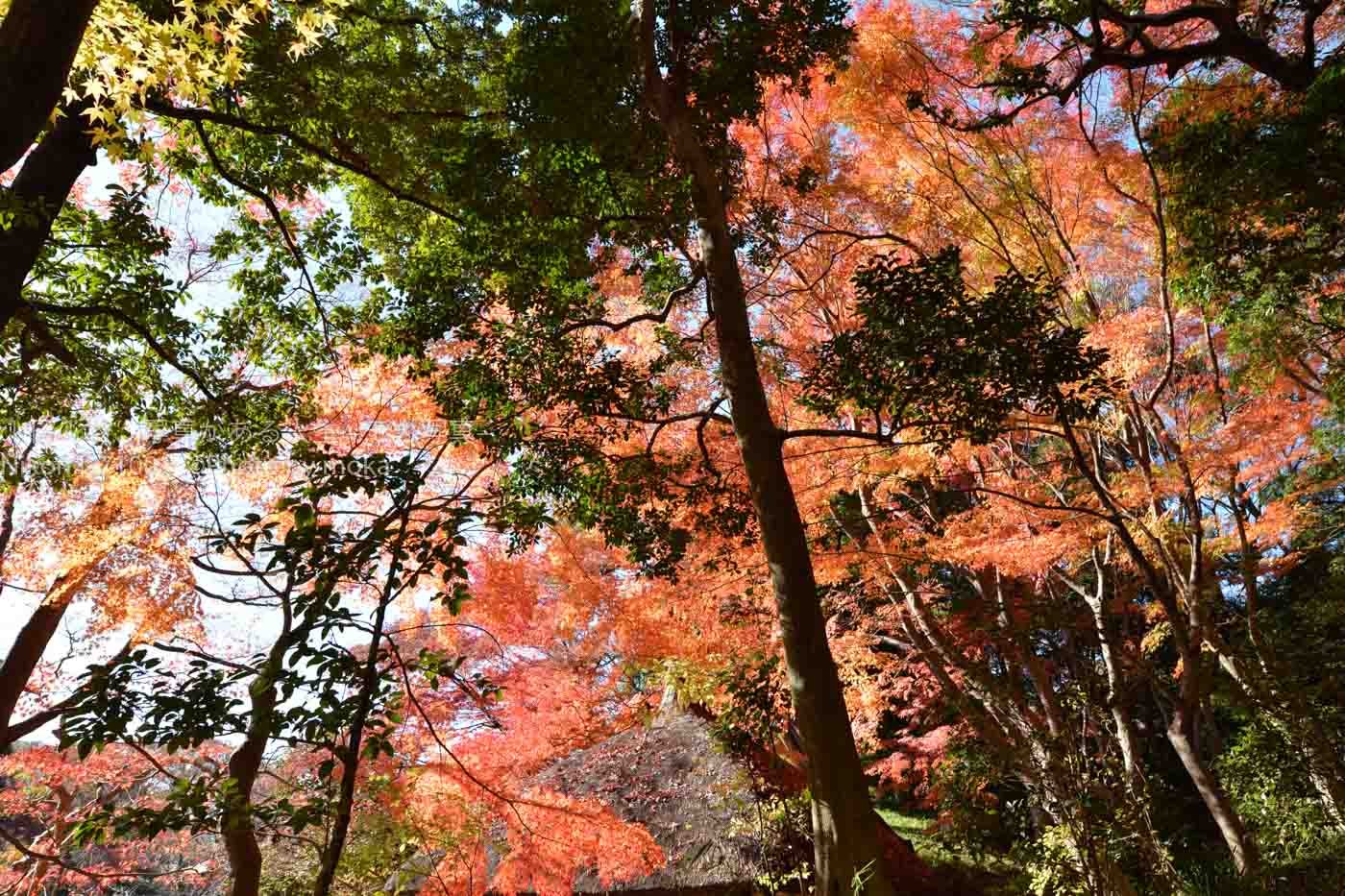 【都心の紅葉】小石川後楽園の紅葉が眩しい！！