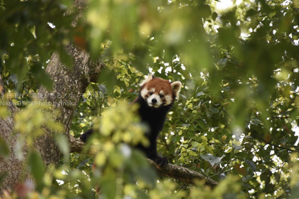 日本唯一の動物園コンサルタントも嫉妬する動物園とは！？