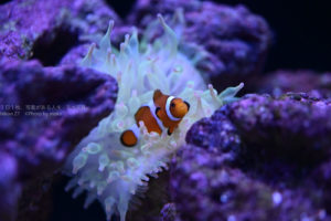 【水族館写真】カクレクマノミとイソギンチャクは一心同体！？