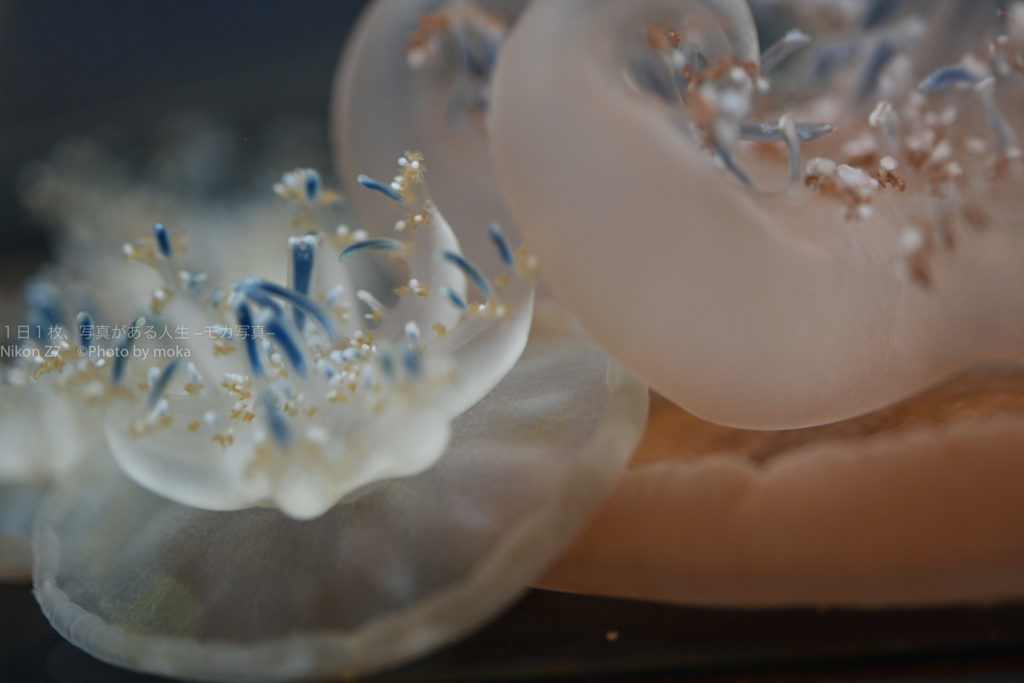 【すみだ水族館】幻想的な「ゆらゆらクラゲ」