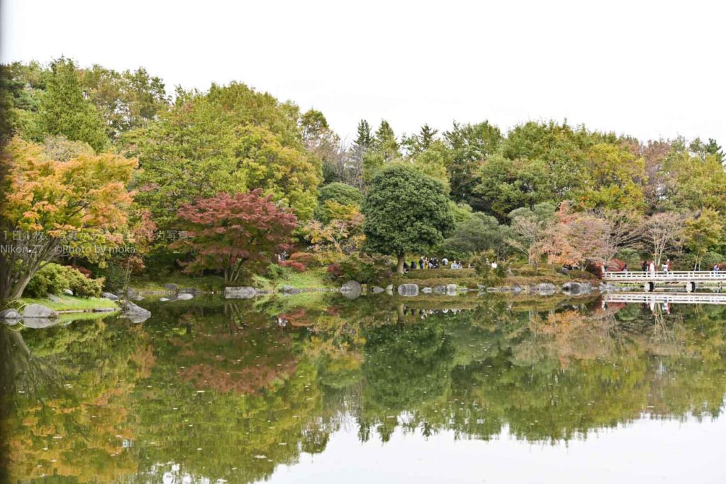 【昭和記念公園の紅葉】黄色と赤のパッチワーク