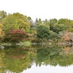 【昭和記念公園の紅葉】黄色と赤のパッチワーク