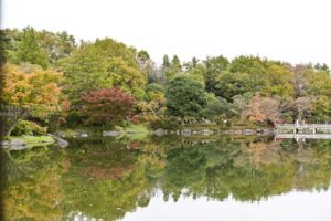 【昭和記念公園の紅葉】黄色と赤のパッチワーク