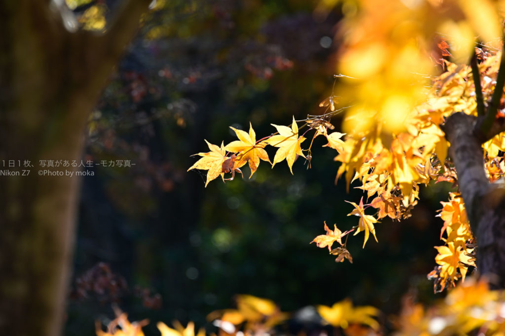【秋の彩り】赤や黄色、昭和記念公園をかざる紅葉