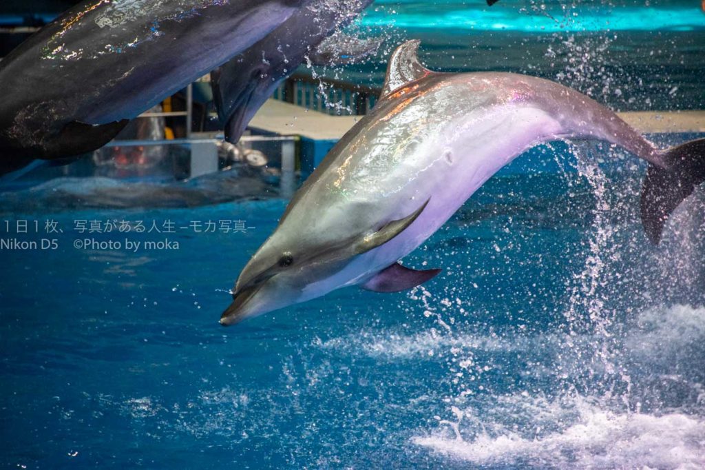 【アクアパーク品川】音楽に合わせてイルカのジャンプ