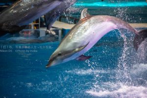 【アクアパーク品川】音楽に合わせてイルカのジャンプ