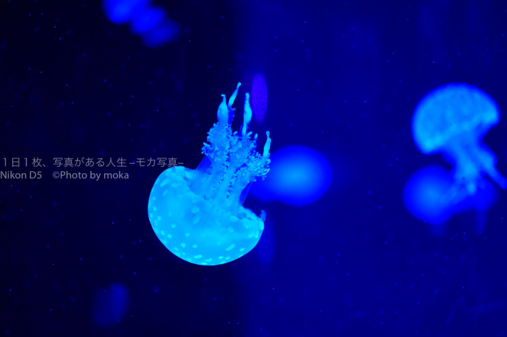 【アクアパーク品川】ゆらゆらクラゲ写真