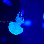 【アクアパーク品川】ゆらゆらクラゲ写真