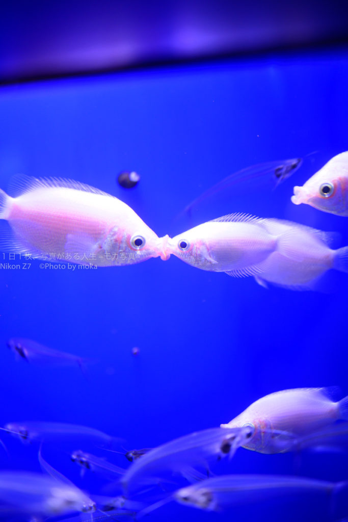 【キスする姿が可愛すぎ！】キッシンググラミーのキスは必見！！